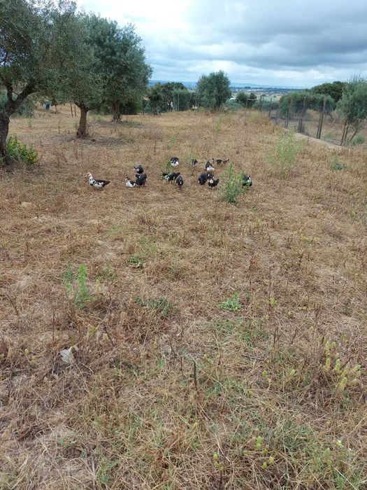 Ovos caseiros de galinhas do campo