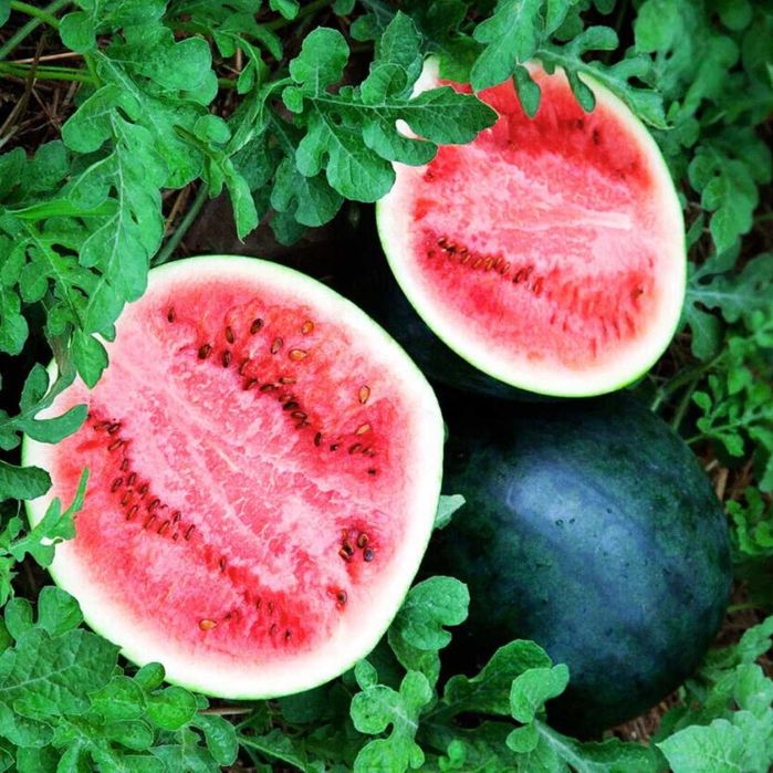 Кавун насіння (6 сортів) арбуз семена є безкоштовна доставка