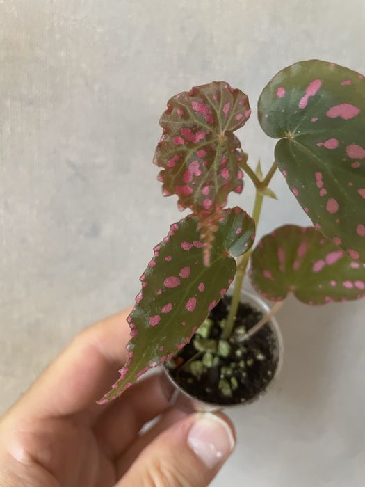 Begonia negrosensis kolekcjonerska