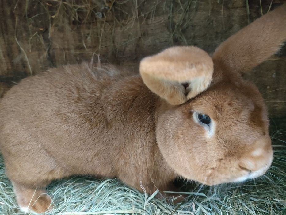 Samiec nowozelandzki czerwony rodowód