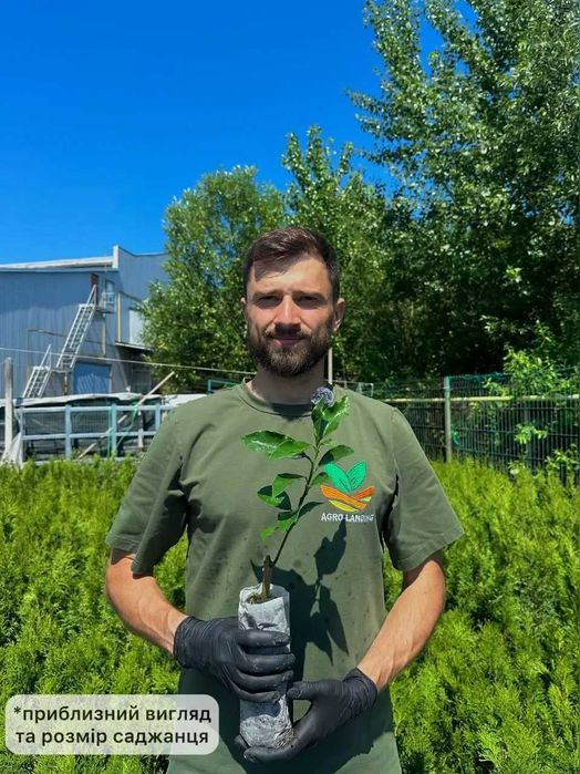 Саджанці цитрусових з розплідника (лимон, апельсин, мандарин, кумкват) + Подарунок