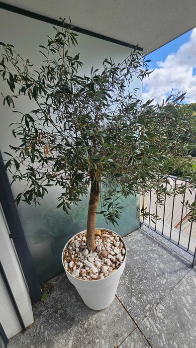 Oliveira de 7 anos plantada em vaso grande - Está a dar azeitonas