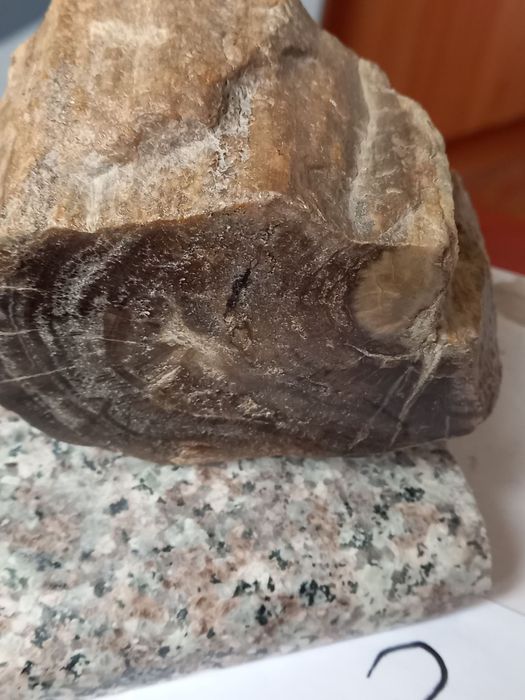 Продам окаменелое дерево из коллекции