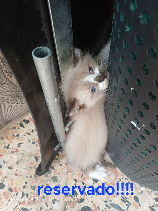 Gatinhos para doar