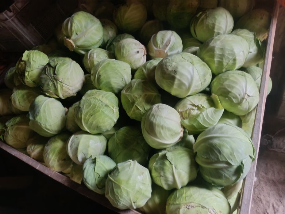 Kapusta odpadowa paszowa dla zwierząt, marchew