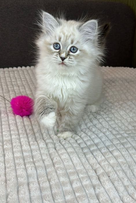 Клубные невские маскарадные котята