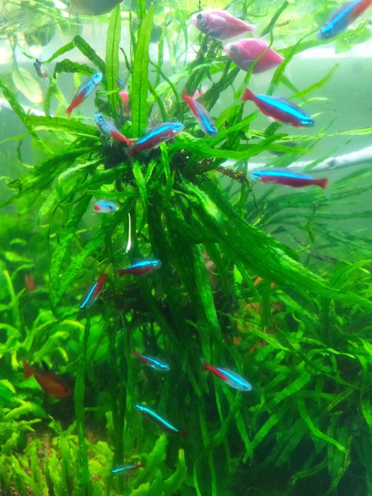 Папоротник таиландский узколистный + Анубиас нано.  Растения. Аквариум