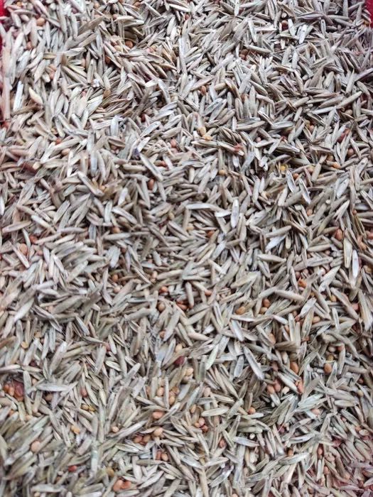 Mieszanka traw szybko rosnąca TURBO na kilka pokosów w roku