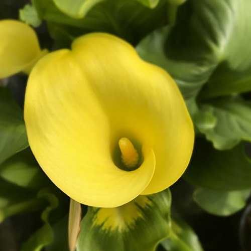 Клубні  Кали Зантедеския.  Жовта