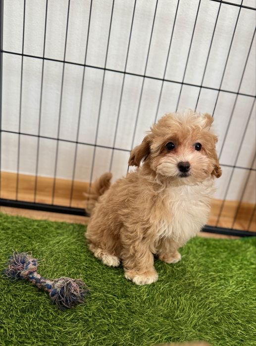 Maltipoo    Ciemna, maluteńka  sunia   ZAREZERWOWANA