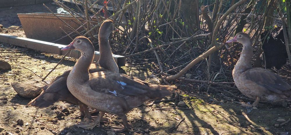 Patos mudos castanho