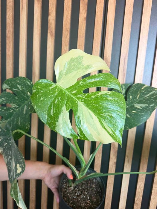 Monstera Thai Constellation-stara odmiana