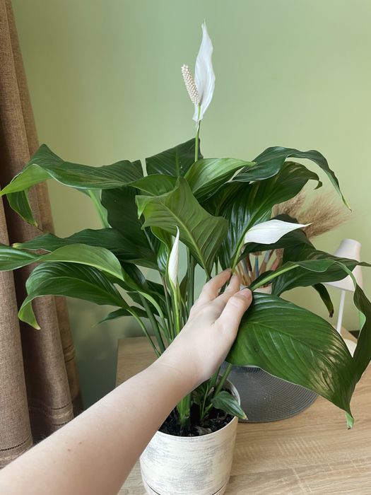 Спатифиллум, цветок любви, бегонія макулата, бегония пятнистая