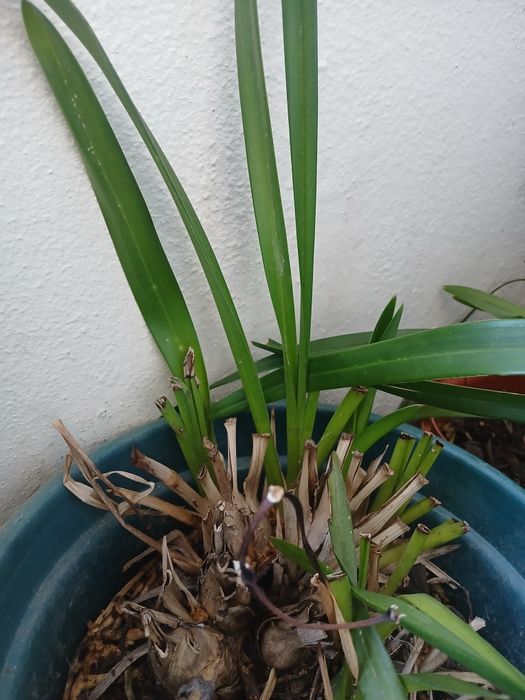 Vendo orquídeas de várias cores.