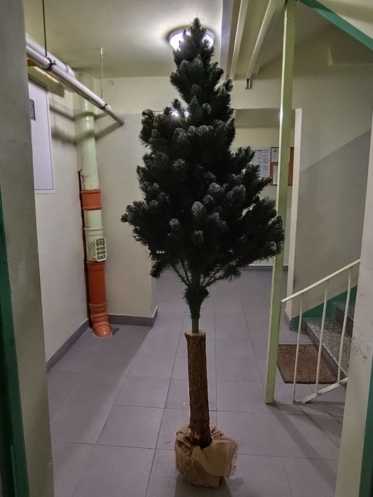 Choinka na pniu 210 cm
