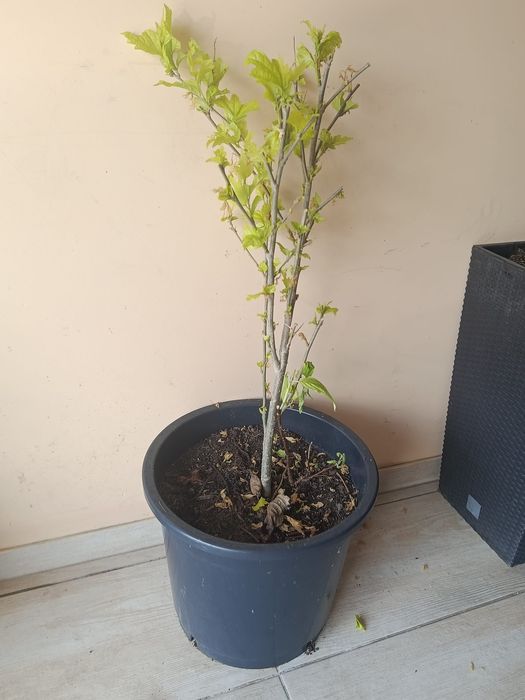 Hibiskus różowy ketmia