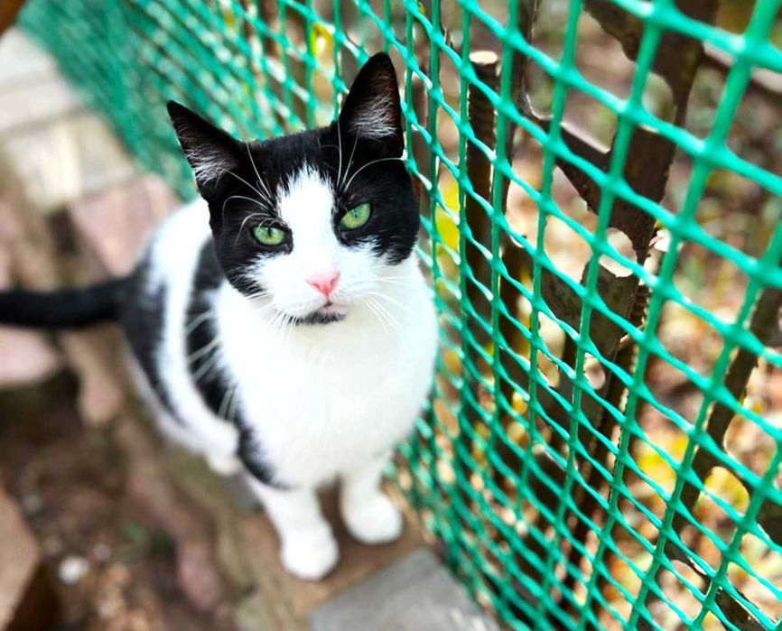 Balbinka szuka  domku