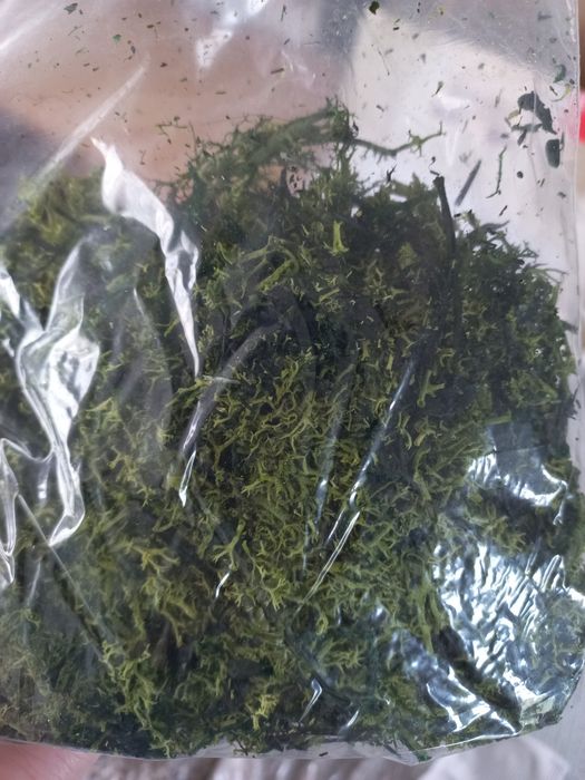 Żwirek, kamyczki, mech do lasu w szkle