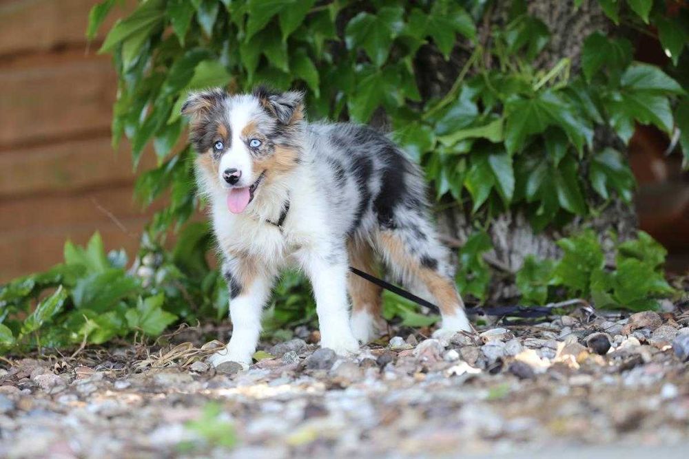 Border Collie szczeniak