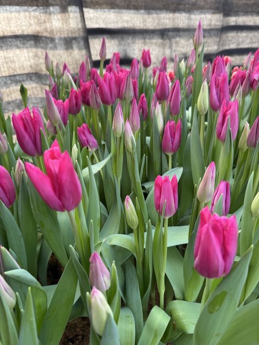 Тюльпан на 14 лютого