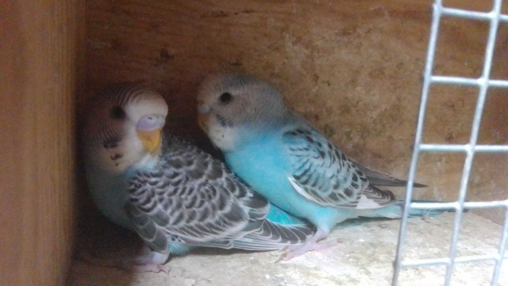 Periquitos novos fofinhos