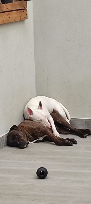 Passeio de cães,Pequeno/Médio