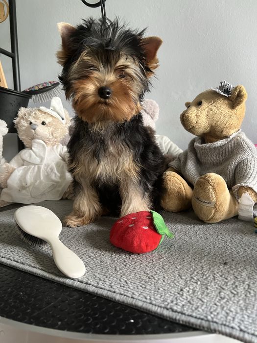 Yorkshire Terrier