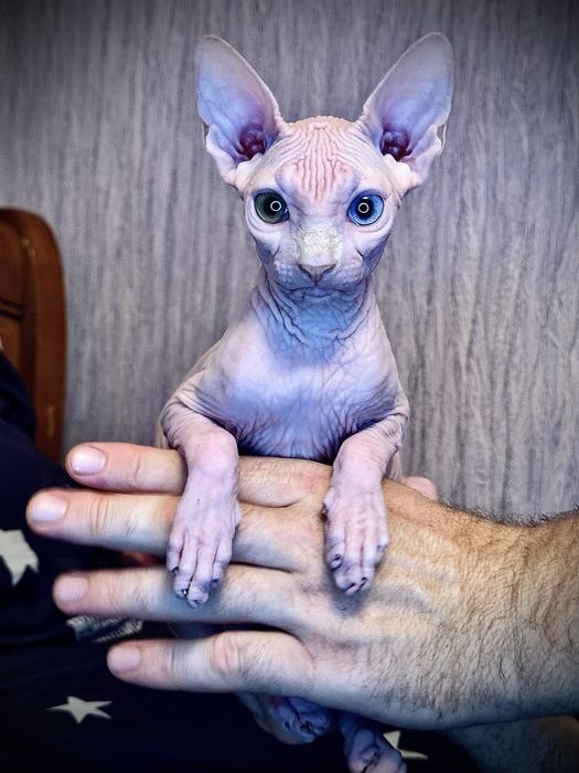 Канадський сфінкс різноокий клуб родовід з правом розведення доставка