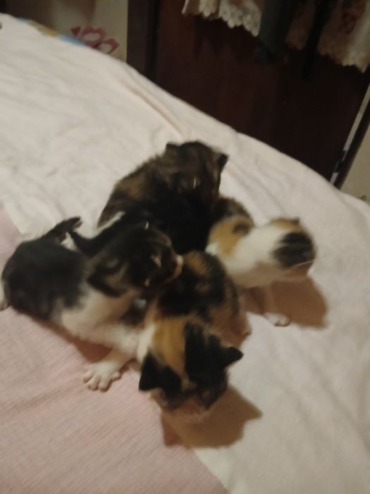 Tenho 5 gatinhos