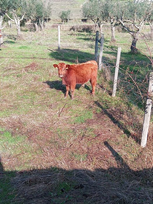 Bovino macho pequeno porte