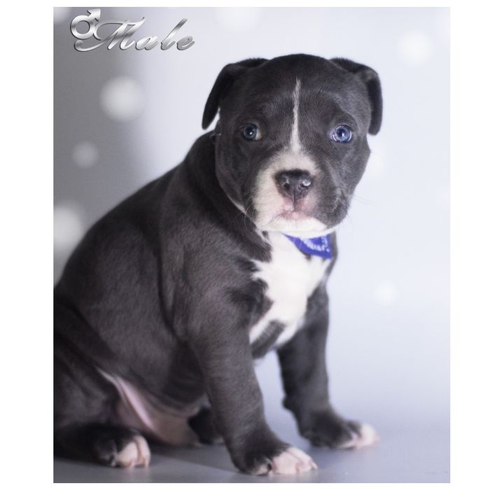 Міцні цуценята Амстаффіки