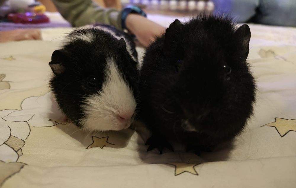 Sprzedam świnki morskie