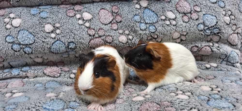 Świnki morskie samiczki gładkowłose.