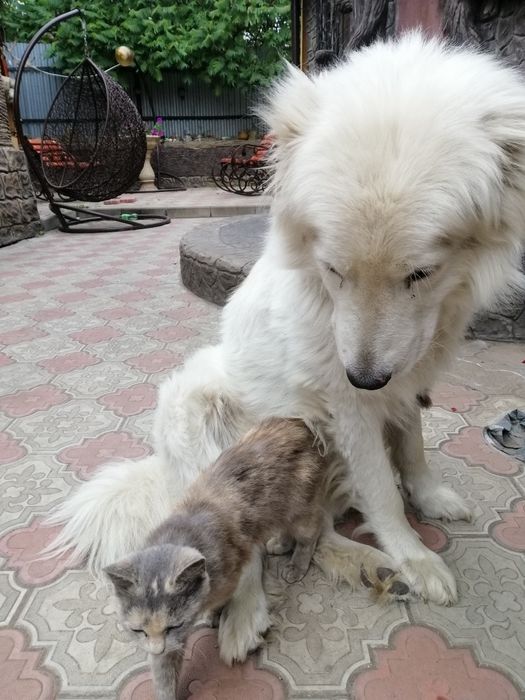 Вязка Кавказской авчарка