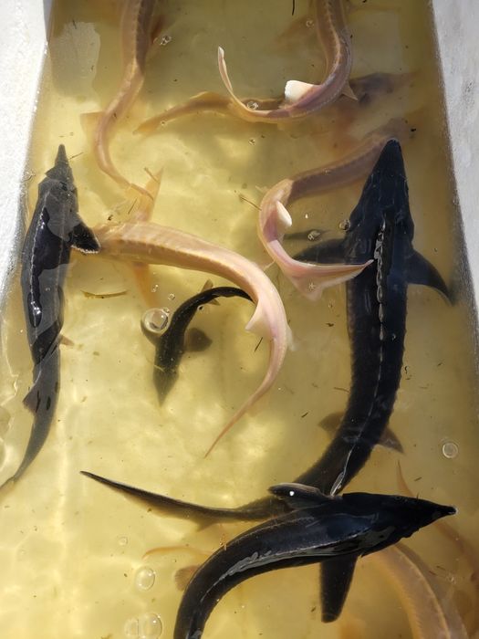 Jesiotr syberyjski albinos