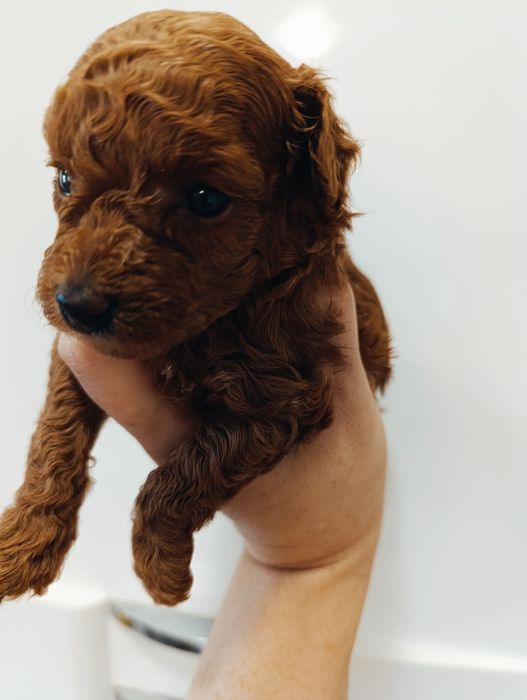 Той Пуделяшки Ред Браун і Ред