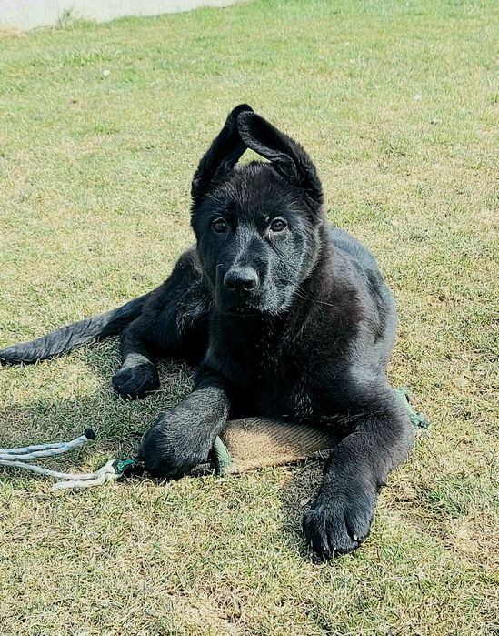 Чорні німецькі вівчарки