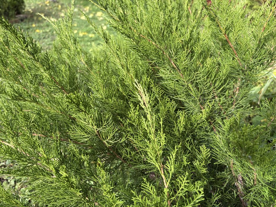 Туя, ялівець, верба, хоста, спірея, барбарис, сумах, овсянниця