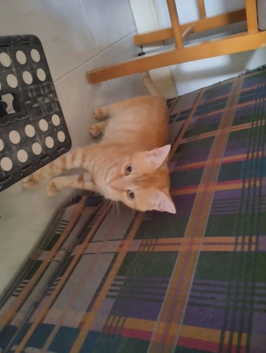 Gato meigo para adoção