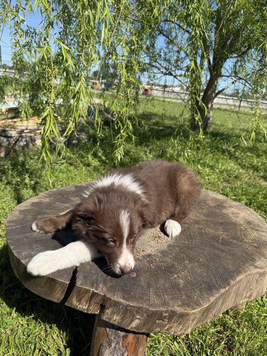 Border Collie Macho Chocolate