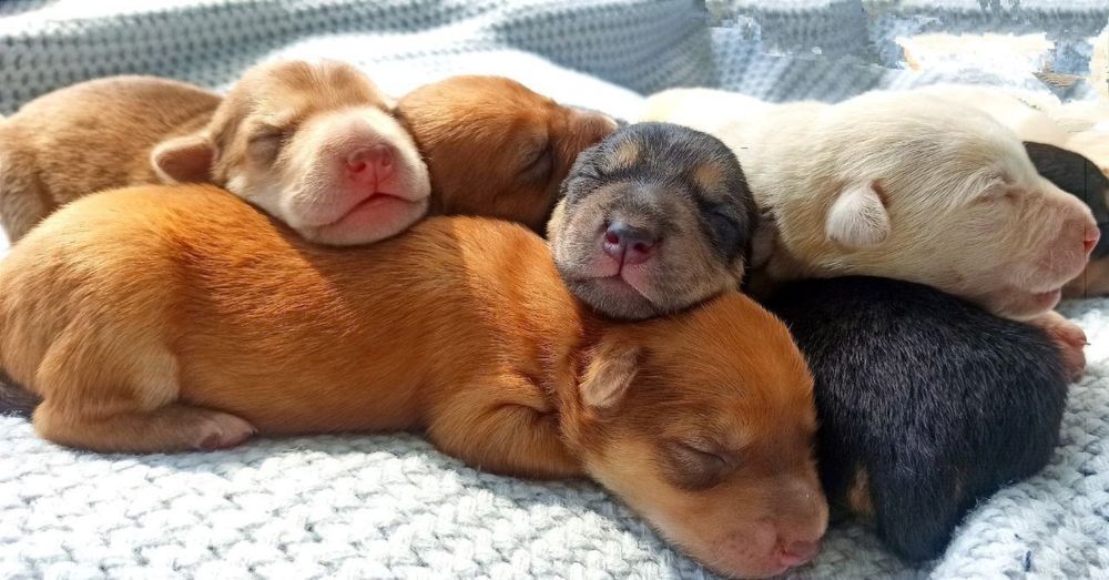 Цуценята шарпей /овчар