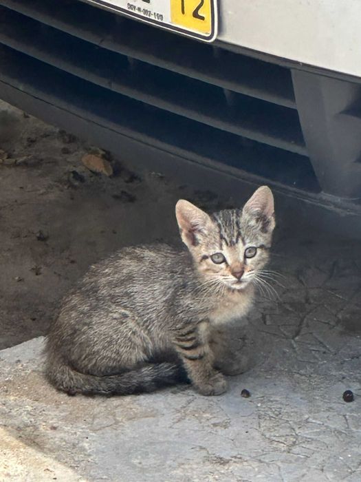 Adoção de Gatos Bebes