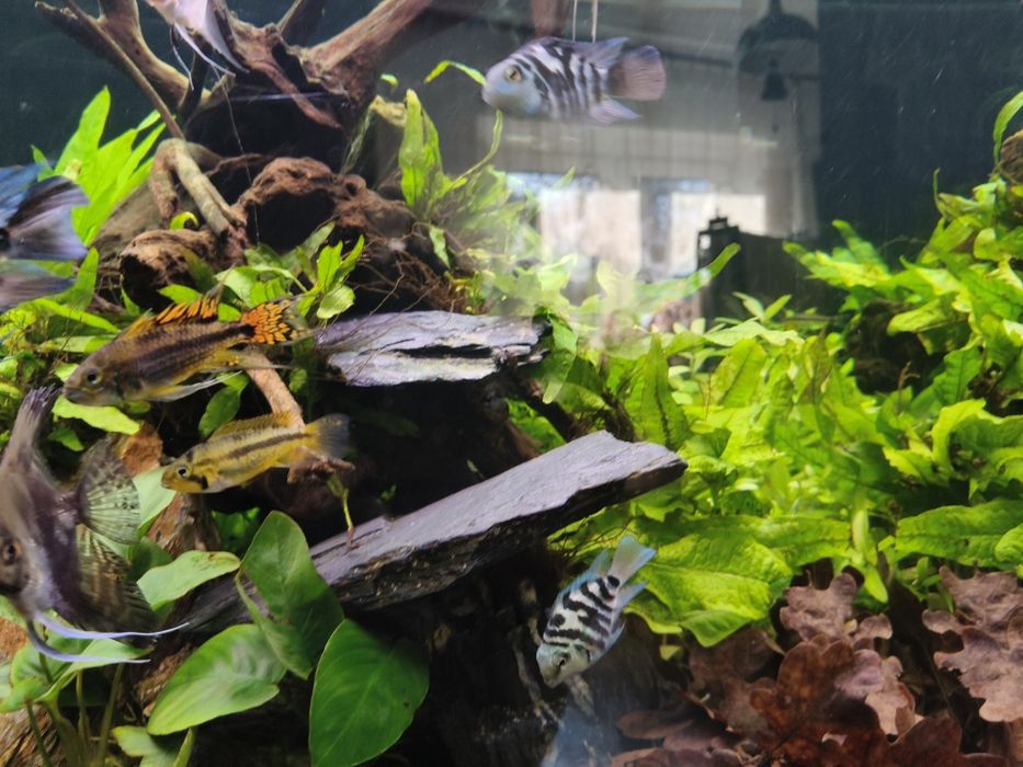 Pielęgnice blue Tiger