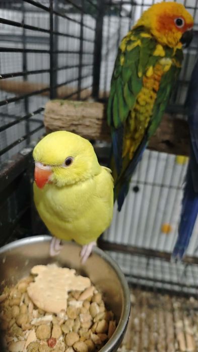 Ring necks bebés