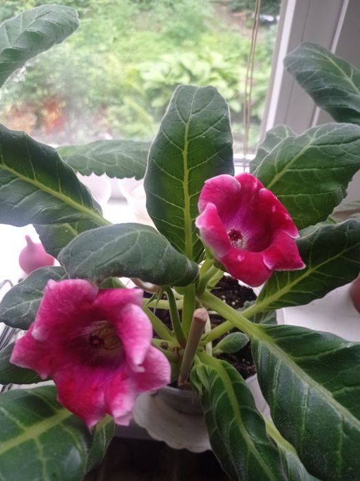 Семена глоксинии красной 10семян 10грн