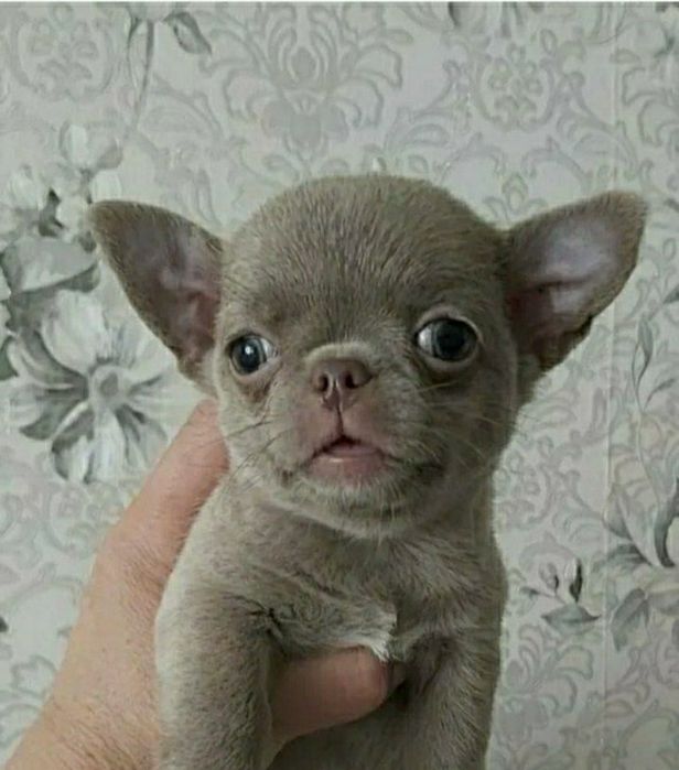 Лілові, блакитні, чорні цуценята