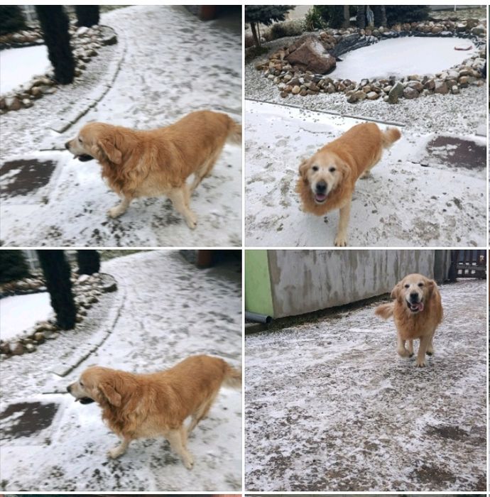 Golden Retriever Związek Hodowców Psów śliczna suczka