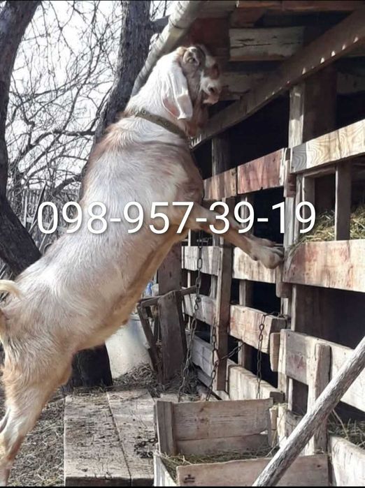 Продам кози, 100% А.Н. цапа.