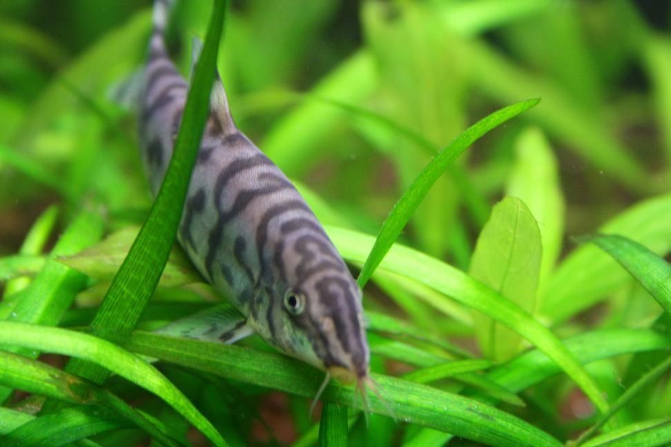 Боція Мармурова, розмір 11-12 см