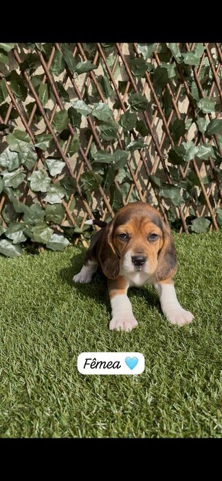 Excelente beagle fêmea